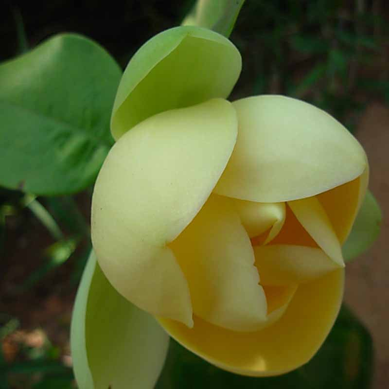 Magnolia Mutabilus - Flowering Shrubs|"Ever-Changing Elegance: Butterfly Magnolia Brilliance" - Premium Flowering Shrubs from Plantparadise - Just $649! Shop now at Plantparadise