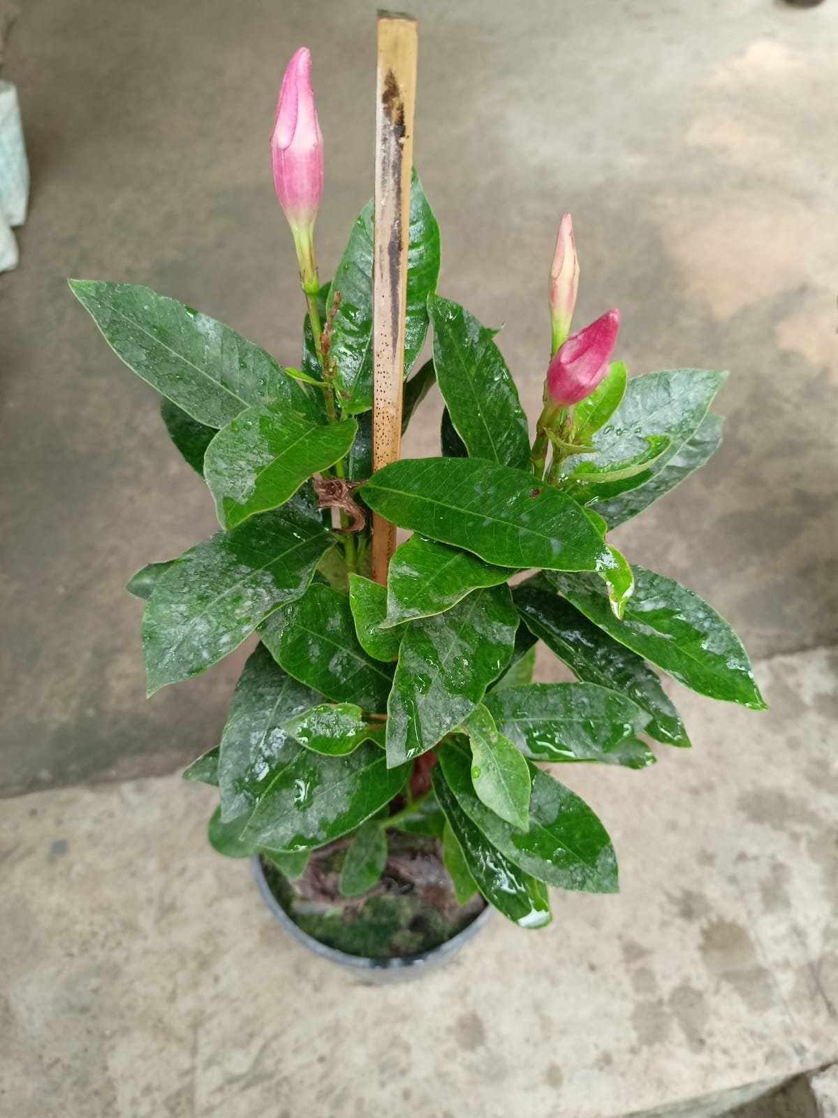 Mandevilla Flower Plants - Premium Flowering Plants from Plantparadise - Just $349.00! Shop now at Plantparadise