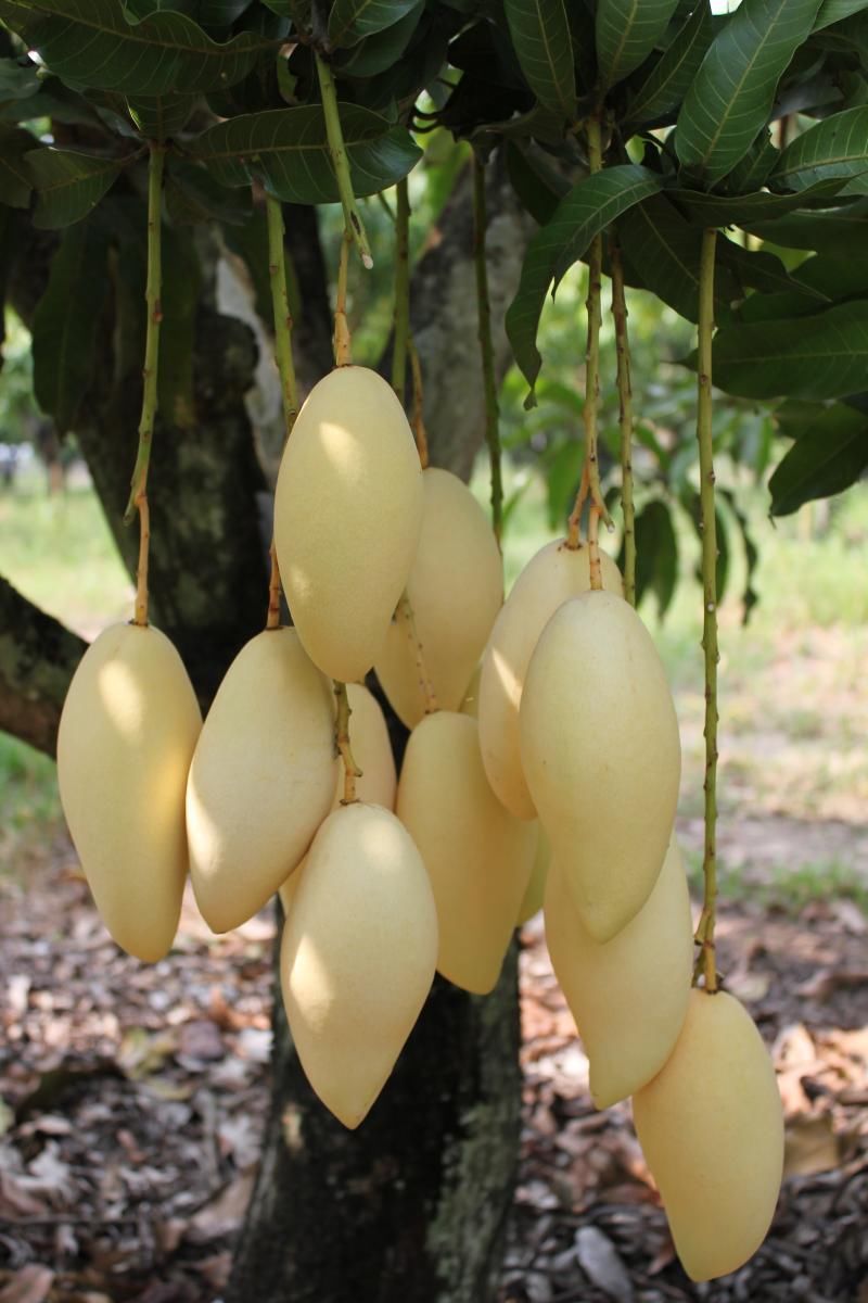 Golden Nam Dok Mai Mango (Grafted) Semi Dwarf - Fruit Plants - Premium Fruit Plants from Plantparadise - Just $990.00! Shop now at Plantparadise