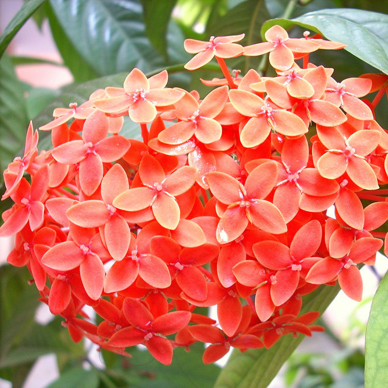 Ixora Semi Dwarf Orange - Flowering Shrubs - Premium Flowering Shrubs from Plantparadise - Just $340.00! Shop now at Plantparadise