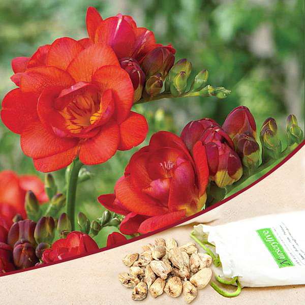 Freesia bulbs deals