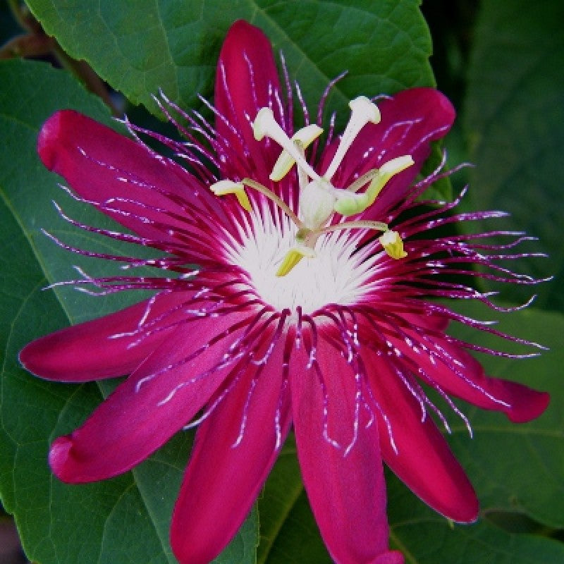 Passion Flower Pink - Creepers & Climbers - Premium Flowering Plants from Plantparadise - Just $650.00! Shop now at Plantparadise