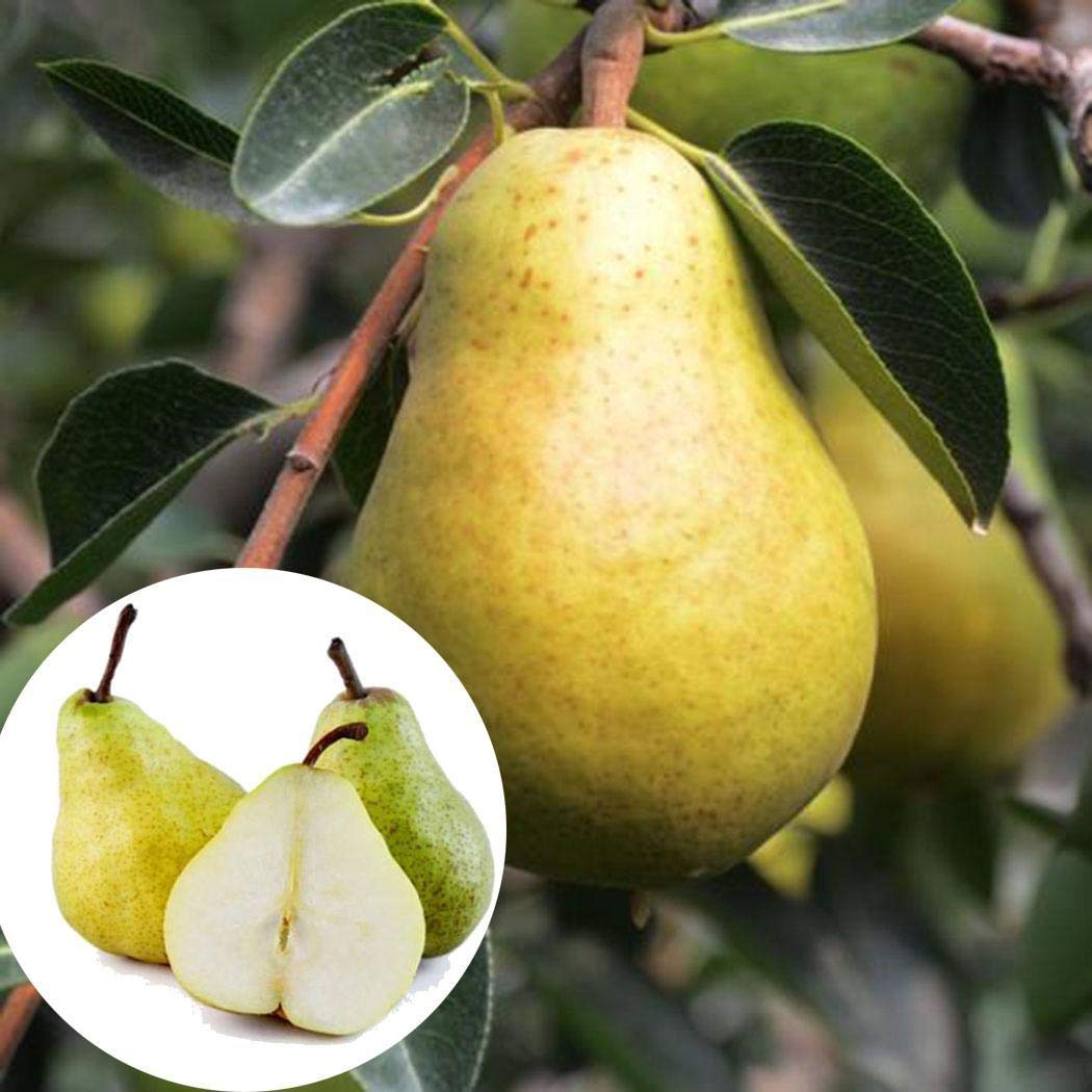 Babugosha/Indian Pear - Fruit Plants & Tree - Premium Fruit Plants & Tree from Plantparadise - Just $600.00! Shop now at Plantparadise