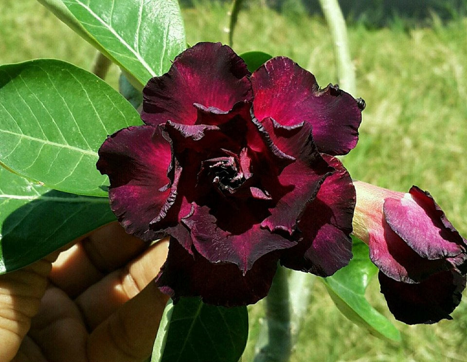 Adenium Dark Plum Colour Plant (Grafted) - Premium Flowering Plants from Plantparadise - Just $329! Shop now at Plantparadise