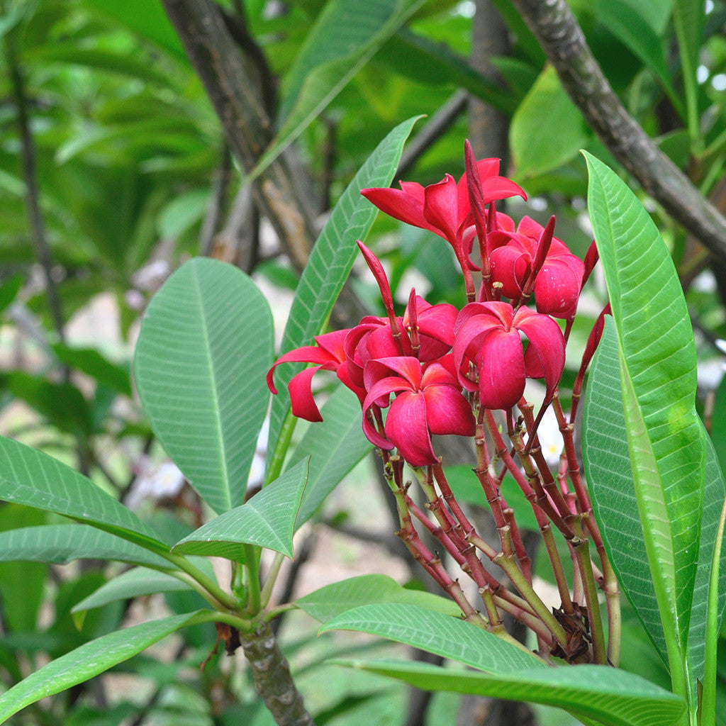 Plumeria Rubra 'Scarlet Knight'|"Garden Royalty: Plumeria Rubra 'Scarlet Knight' in Full Bloom" - Premium Plants from Plantparadise - Just $440! Shop now at Plantparadise