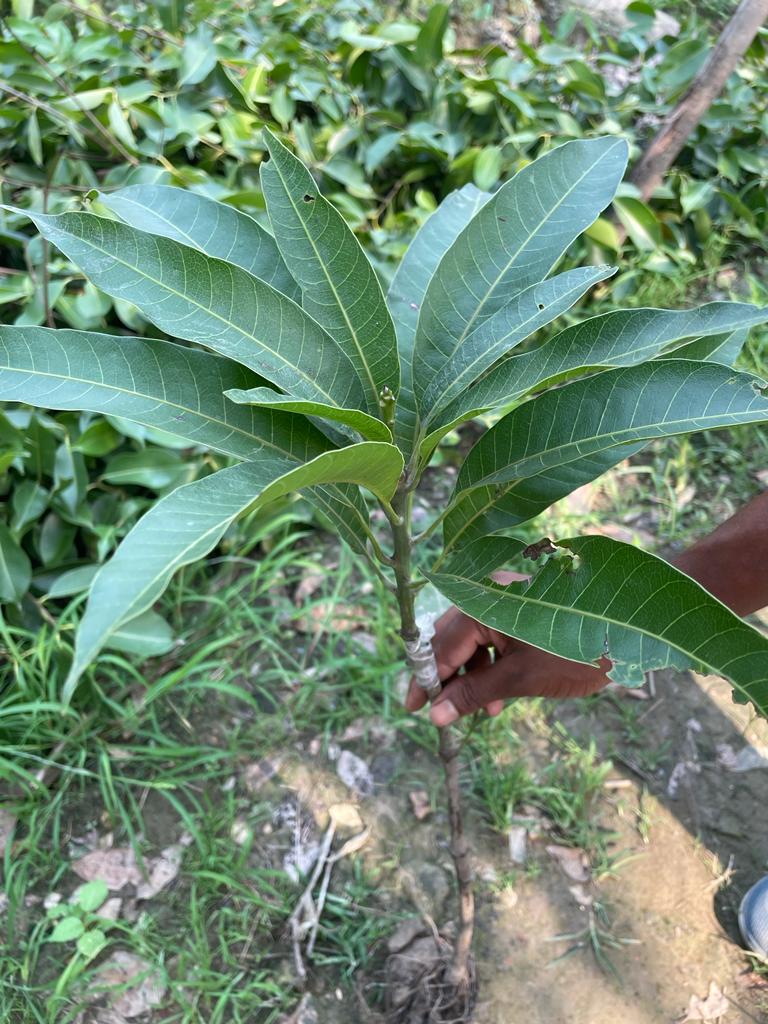 Ivory Red Mango Plant (Grafted) - Premium Fruit Plants from Plantparadise - Just $999! Shop now at Plantparadise
