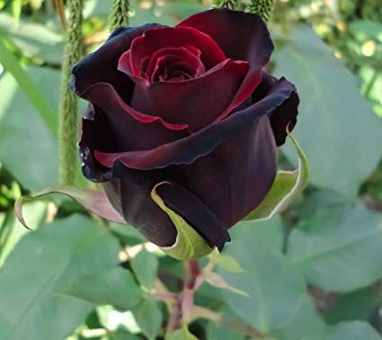 Black Rose Grafted Plant - Premium Flowering Plants from Plantparadise - Just $329.00! Shop now at Plantparadise