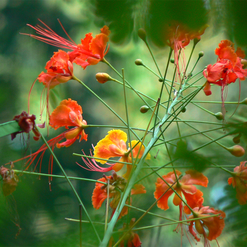 Caesalpinia/Shankasur Red - Flowering Shrubs - Premium Flowering Shrubs from Plantparadise - Just $850.00! Shop now at Plantparadise