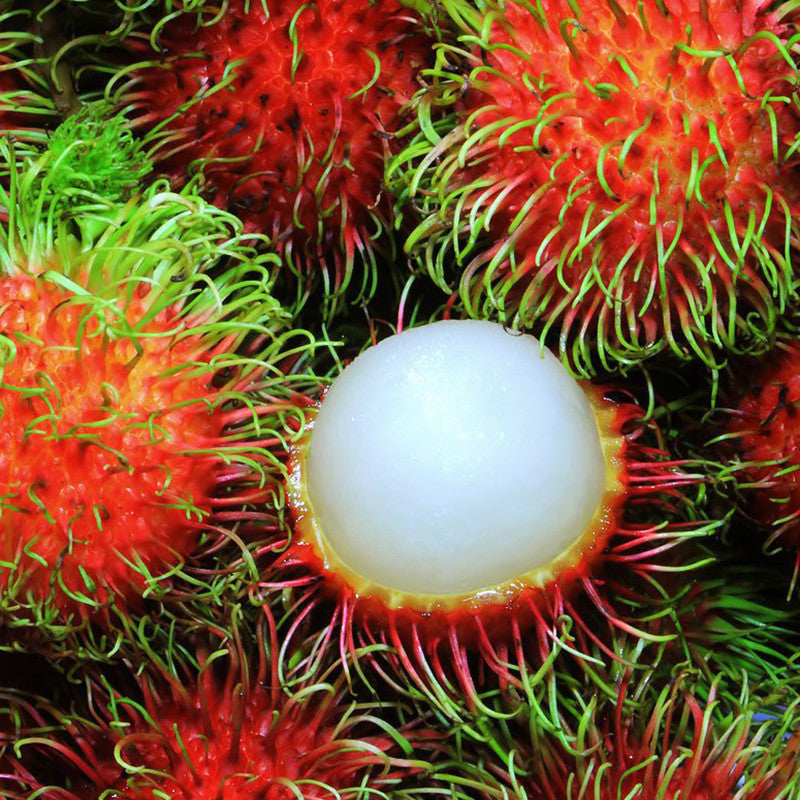 Rambutan Fruit - Fruit Plants & Tree - Premium Fruit Plants & Tree from Plantparadise - Just $640.0! Shop now at Plantparadise