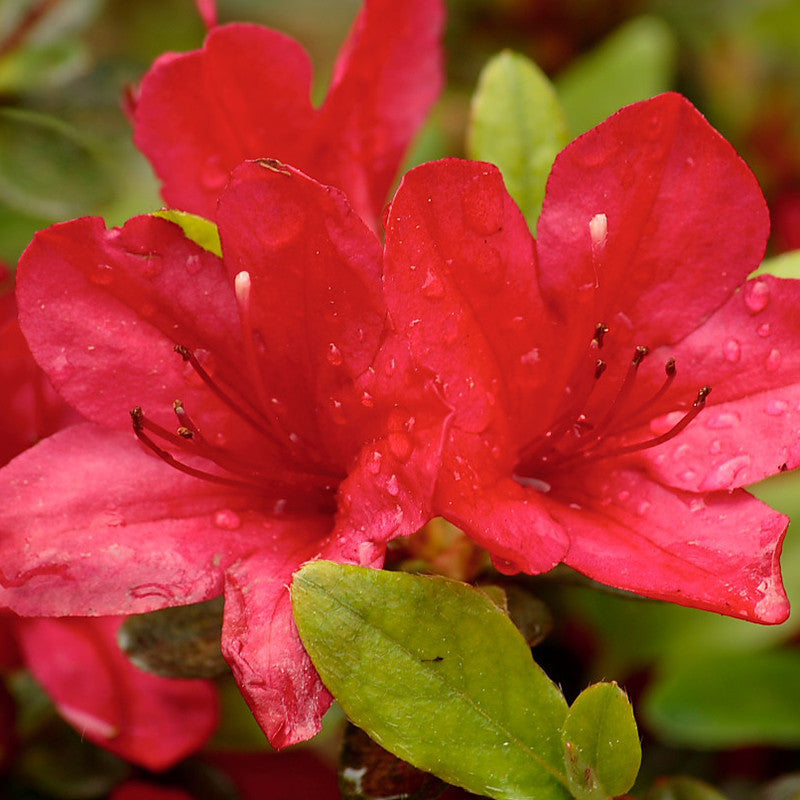 Azalea Red - SEASONALS - Premium SEASONALS from Plantparadise - Just $399.00! Shop now at Plantparadise