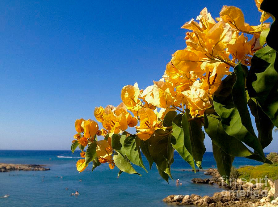 Bougainvillea light orange - Flowering shrubs - Premium Flowering Shrubs from Plantparadise - Just $360.0! Shop now at Plantparadise
