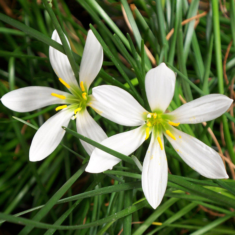 Rain lily White - Flowering Plants - Premium Flowering Plants from Plantparadise - Just $650.00! Shop now at Plantparadise