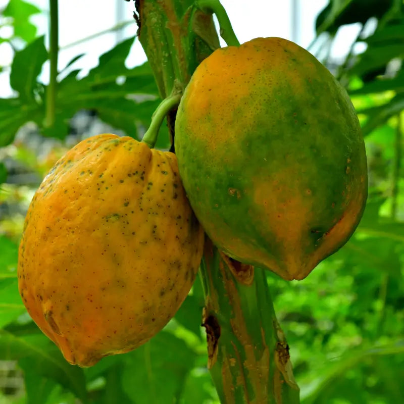 Buy Fruit Plant at best Prices online in India