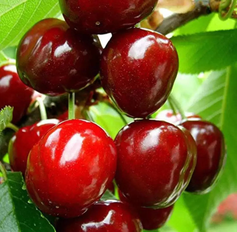 Sweet Karonda Cherry (karmocha) Grafted - Premium Fruit Plants from Plantparadise - Just $549.00! Shop now at Plantparadise