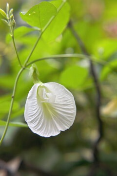 Aparajita White (Clitroia Ternatea - Premium Flowering Plants from Plantparadise - Just $475.00! Shop now at Plantparadise