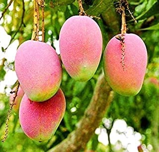 Vietnam All Time Mango Plant Grafted - Premium Fruit Plants from Plantparadise - Just $699.00! Shop now at Plantparadise