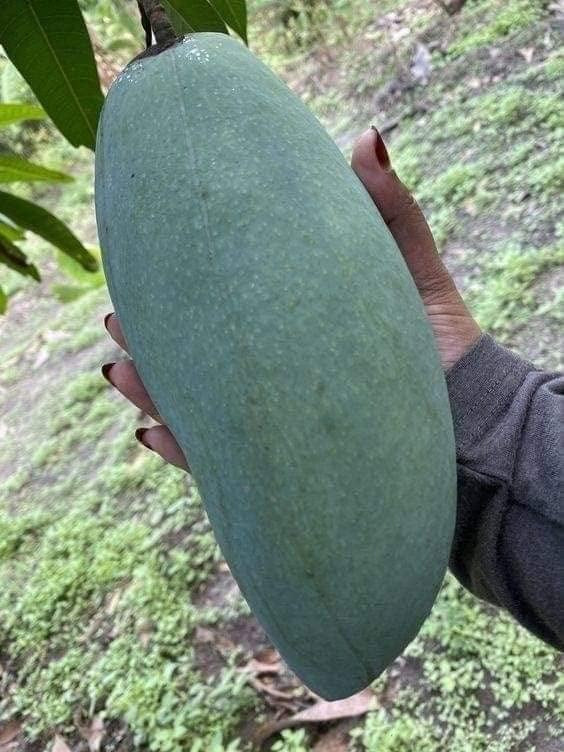 Brunei King Mango Plant - Premium Fruit Plants & Tree from Plantparadise - Just $950! Shop now at Plantparadise