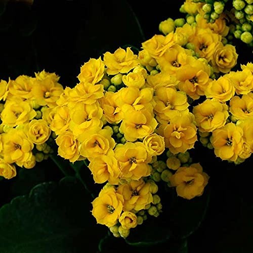 Kalanchoe Flower Plant - Premium Flowering Plants from Plantparadise - Just $499.00! Shop now at Plantparadise