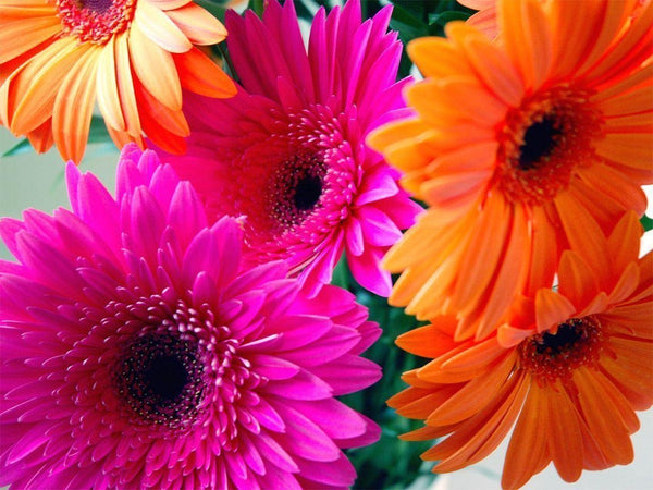 Gerbera Flower Plants All Colour - Premium Flowering Plants from Plantparadise - Just $299.00! Shop now at Plantparadise