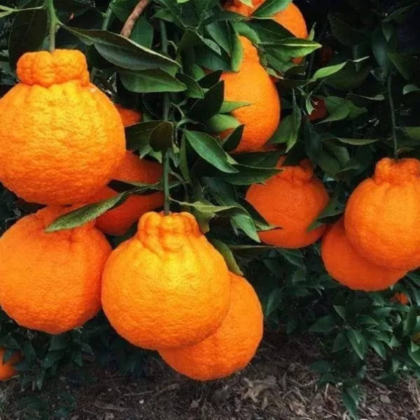 Dekopon Orange Plant - Premium Fruit Plants & Tree from Plantparadise - Just $789! Shop now at Plantparadise