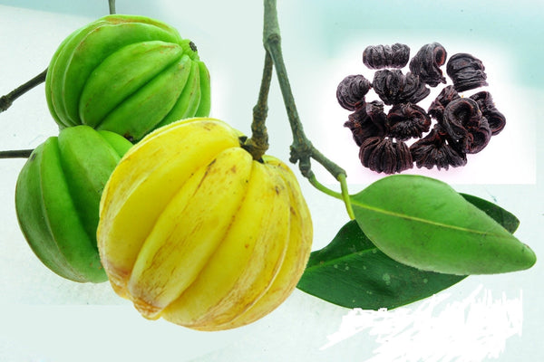 Kudam puli Fruit Plant - Premium Fruit Plants from Plantparadise - Just $999.00! Shop now at Plantparadise