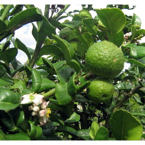 Kafir Lemon Plant - Premium Fruit Plants from Plantparadise - Just $789! Shop now at Plantparadise
