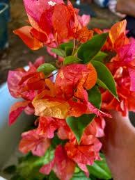 ADARNA THAI BOUGAINVILLEA FLOWER PLANT| BUY ADARNA THAI BOUGAINVILLEA - Premium Flowering Plants from Plantparadise - Just $1099! Shop now at Plantparadise