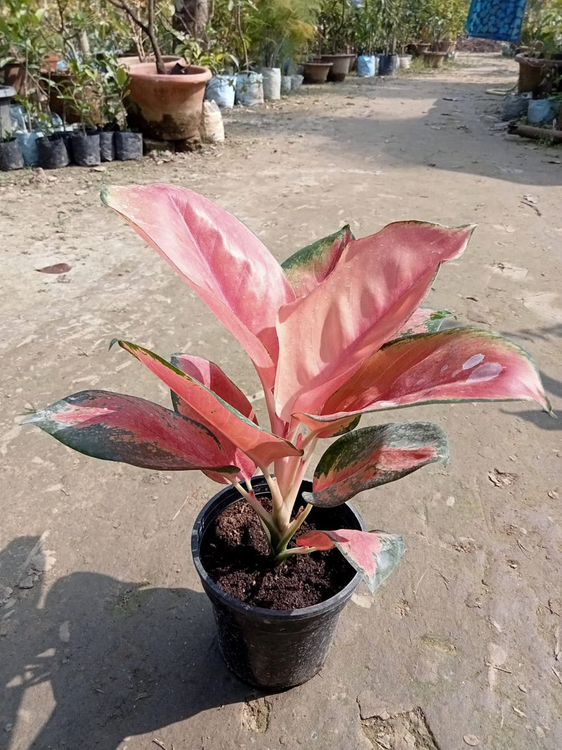 Aglaonema Plant|Aglaonema Red Siam for Sale - Premium Indoor Plant from Plantparadise - Just $850! Shop now at Plantparadise