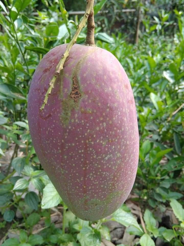 All Season Sweet Kathi Mon Mango Plant - Premium Fruit Plants & Tree from Plantparadise - Just $589! Shop now at Plantparadise