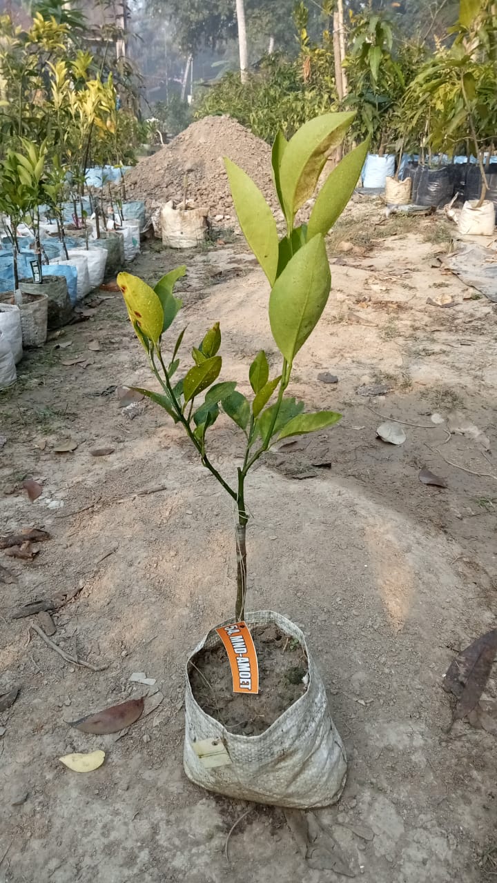 Amoa 8 Blood Mandarin|Amoa 8 Blood Mandarin Plant for Sale - Premium Fruit Plants & Tree from Plantparadise - Just $799! Shop now at Plantparadise