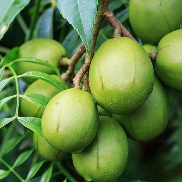 All Time Amra (Spondias Mombin Fruit) - Premium Fruit Plants & Tree from Plantparadise - Just $999! Shop now at Plantparadise