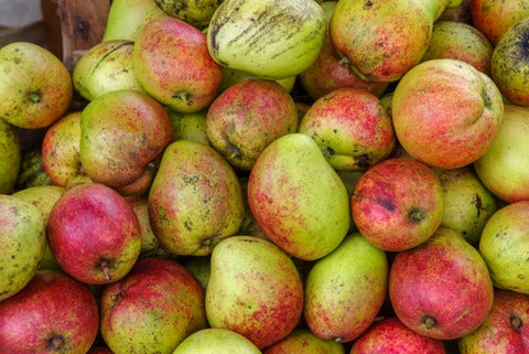 Apple Mango Grafted Plant|Grafted Apple Mango Plant Online - Premium furit Plant from Plantparadise - Just $650! Shop now at Plantparadise