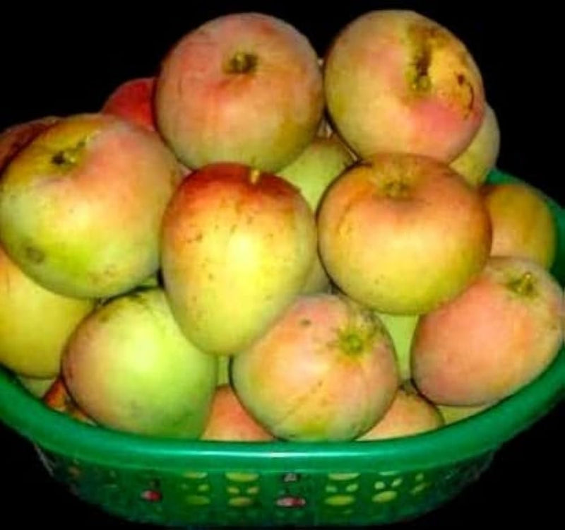 Apple Mango Grafted Plant|Grafted Apple Mango Plant Online - Premium furit Plant from Plantparadise - Just $650! Shop now at Plantparadise