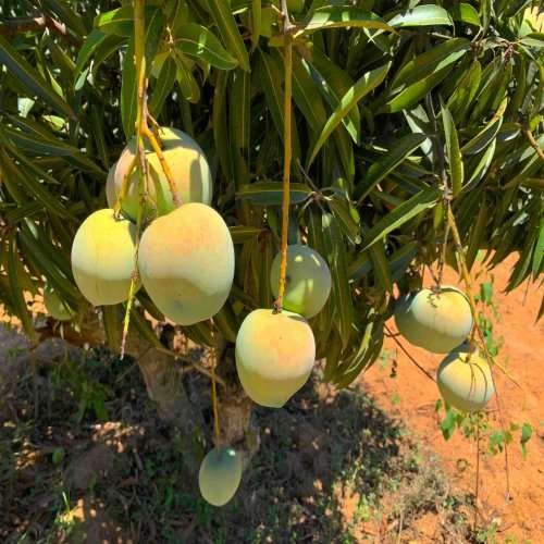 Apple Mango Grafted Plant|Grafted Apple Mango Plant Online - Premium furit Plant from Plantparadise - Just $650! Shop now at Plantparadise