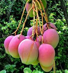 Apple Mango Grafted Plant|Grafted Apple Mango Plant Online - Premium furit Plant from Plantparadise - Just $650! Shop now at Plantparadise