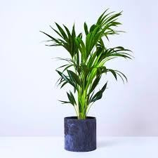 Areca Palm - Premium  from Plantparadise - Just $499.00! Shop now at Plantparadise