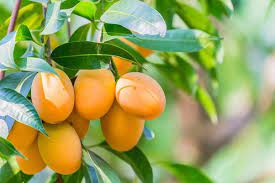 Banganpalle Mango Plant - Premium Fruit Plants & Tree from Plantparadise - Just $670.00! Shop now at Plantparadise