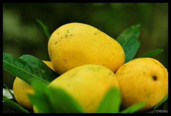 Banganpalle Mango Plant - Premium Fruit Plants & Tree from Plantparadise - Just $670.00! Shop now at Plantparadise