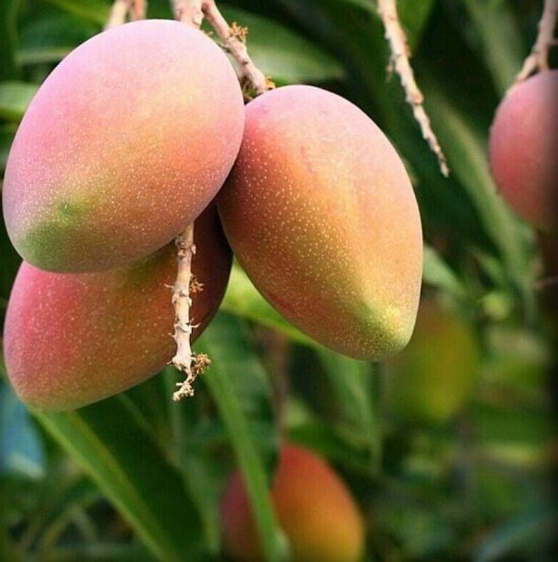 The "Bari -13" mango plant|Bangladesh Bari-13 Mango Sale online - Premium Fruit Plants from Plantparadise - Just $799! Shop now at Plantparadise