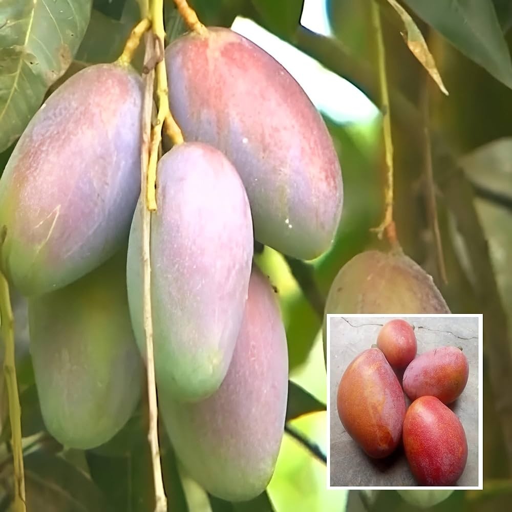 The "Bari -13" mango plant|Bangladesh Bari-13 Mango Sale online - Premium Fruit Plants from Plantparadise - Just $799! Shop now at Plantparadise