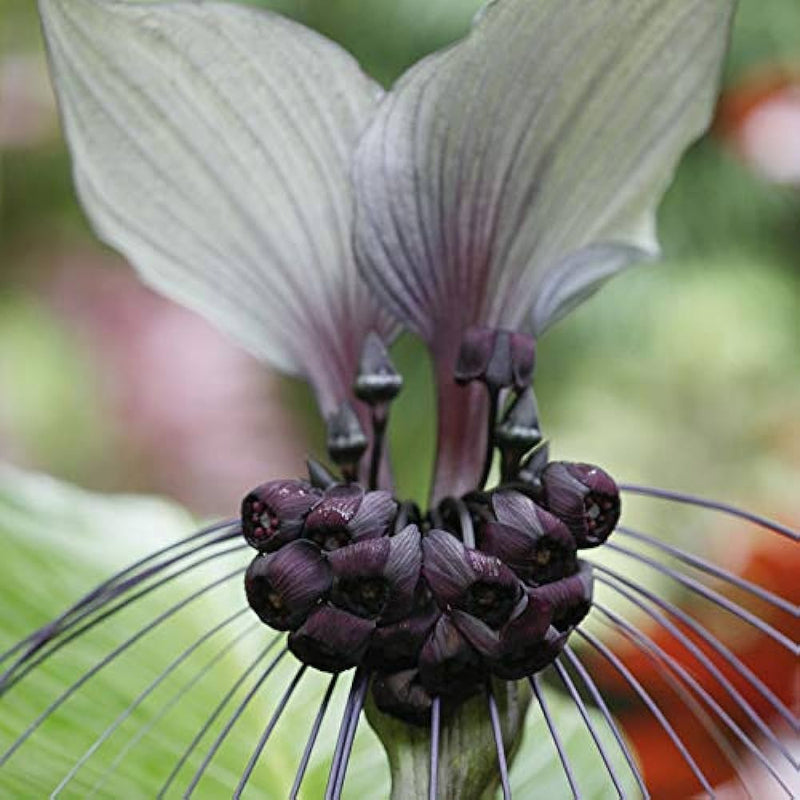 Bat Lily (Tacca chantrieri) Set of 2 - Premium Combo Packs - Bulbs from Plantparadise - Just $350! Shop now at Plantparadise