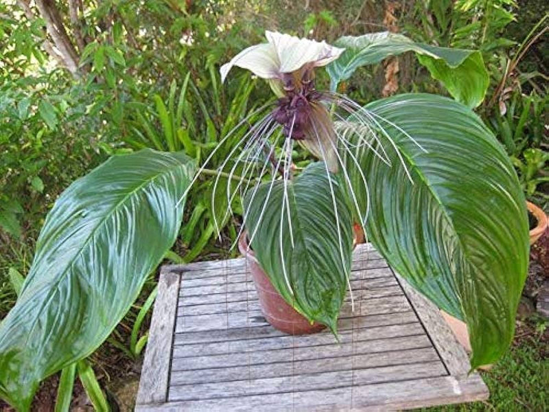 Bat Lily (Tacca chantrieri) Set of 2 - Premium Combo Packs - Bulbs from Plantparadise - Just $350! Shop now at Plantparadise