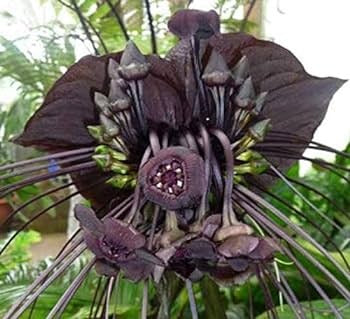 Bat Lily (Tacca chantrieri) Set of 2 - Premium Combo Packs - Bulbs from Plantparadise - Just $350! Shop now at Plantparadise