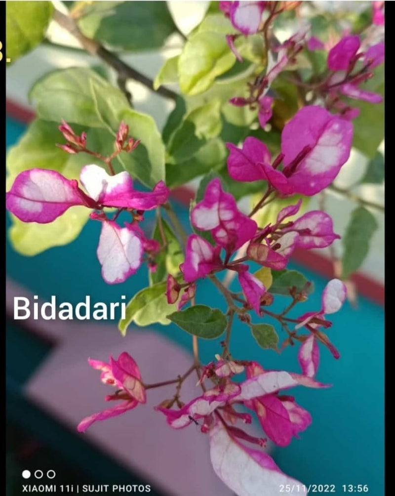 The Bidadari Thai variety of Bougainvillea| - Premium Flowering Plants from Plantparadise - Just $750! Shop now at Plantparadise