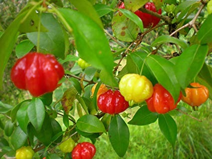 Black Surinam Cherry Fruit Plant - Premium Fruit Plants & Tree from Plantparadise - Just $2999.00! Shop now at Plantparadise