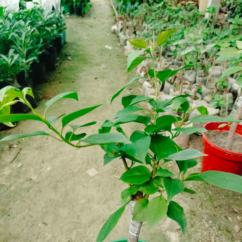 The Bougainvillea Fire Opal Thai variety|Bougainvillea Fire Opal Thai variety|Bougainvillea Fire Opal for sale - Premium Flowering Plants from Plantparadise - Just $750! Shop now at Plantparadise