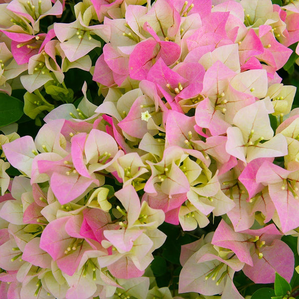 Bougainvillea Thai Imperial Delight - Premium  from Plantparadise - Just $999! Shop now at Plantparadise