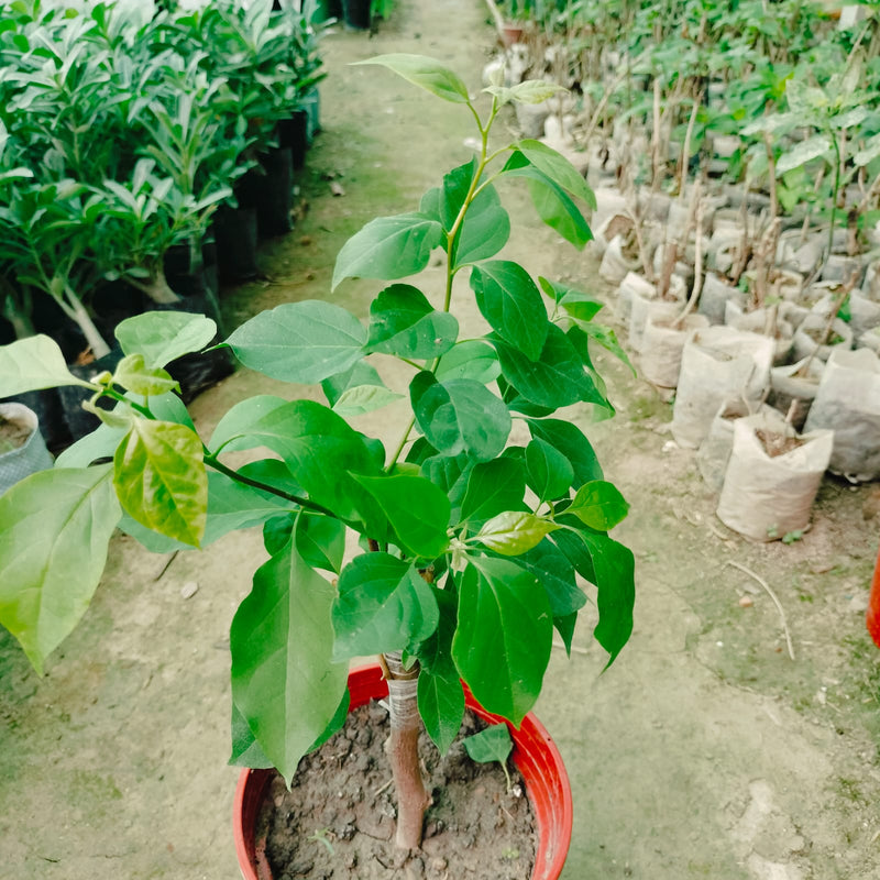 ADARNA THAI BOUGAINVILLEA FLOWER PLANT| BUY ADARNA THAI BOUGAINVILLEA - Premium Flowering Plants from Plantparadise - Just $1099! Shop now at Plantparadise