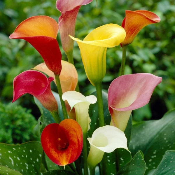 Calla Lily Flower Bulb set of 5|Calla Lily Bulbs for Sale - Premium Combo Packs - Bulbs from Plantparadise - Just $490! Shop now at Plantparadise