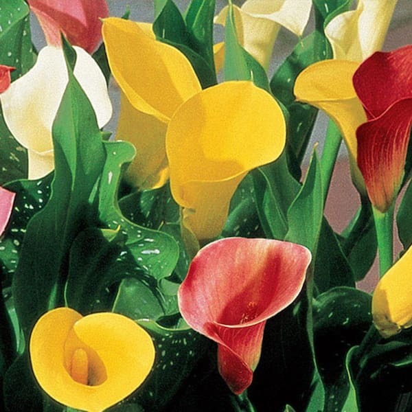 Calla Lily Flower Bulb set of 5|Calla Lily Bulbs for Sale - Premium Combo Packs - Bulbs from Plantparadise - Just $490! Shop now at Plantparadise